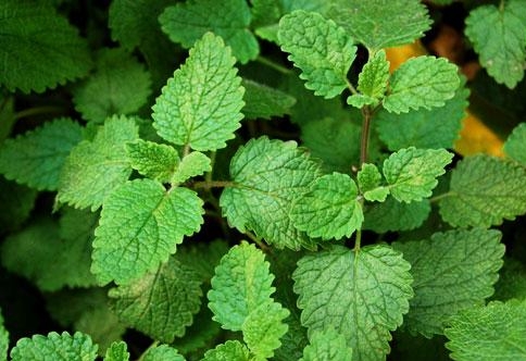 普列薄荷 普列薄荷