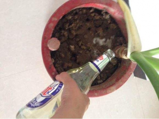 啤酒浇花 啤酒浇花