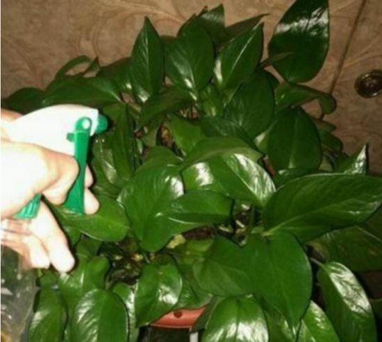 啤酒浇花 啤酒浇花