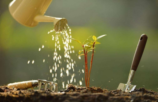 啤酒浇花的方法 啤酒浇花的方法