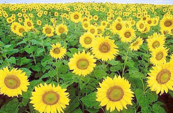 向日葵有毒吗?不仅无毒还可以入药