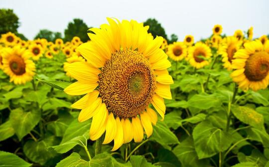 向日葵有毒吗?不仅无毒还可以入药