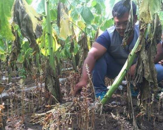 向日葵有毒吗?不仅无毒还可以入药