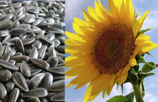 向日葵有毒吗?不仅无毒还可以入药
