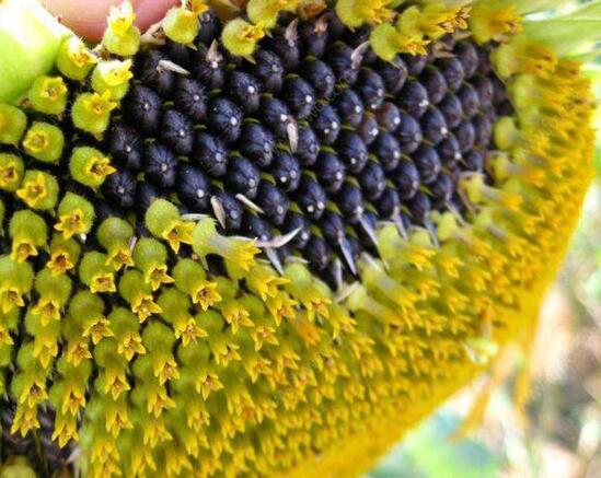 向日葵有毒吗?不仅无毒还可以入药