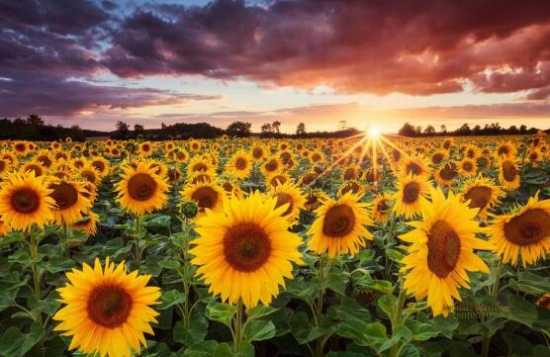 向日葵有毒吗?不仅无毒还可以入药