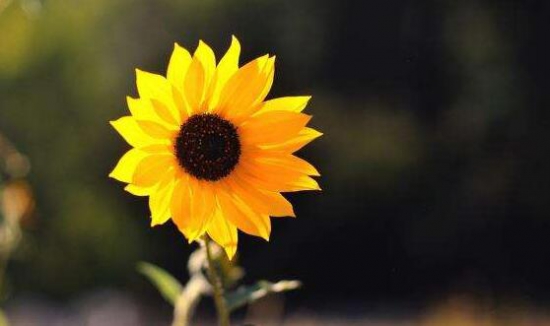 向日葵有毒吗?不仅无毒还可以入药