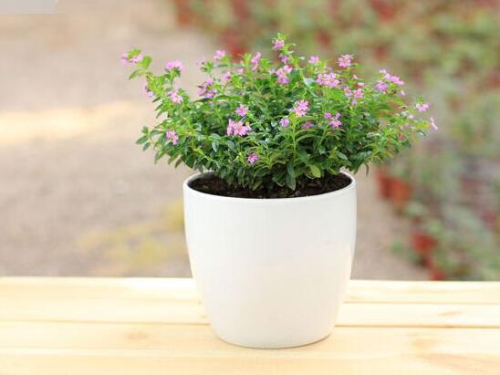 满天星叶子蔫了怎么办?三种方法让它恢复生机