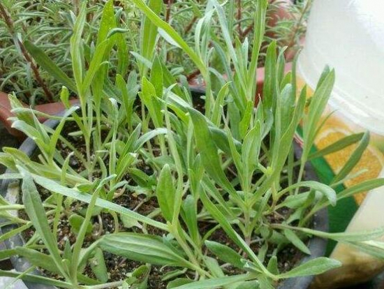 满天星叶子蔫了怎么办?三种方法让它恢复生机