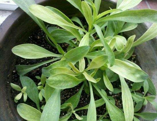 满天星叶子蔫了怎么办?三种方法让它恢复生机