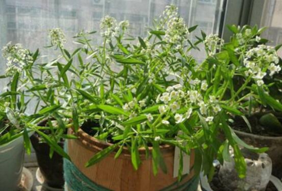 满天星叶子蔫了怎么办?三种方法让它恢复生机