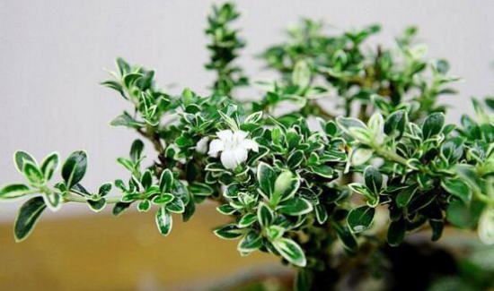 满天星叶子蔫了怎么办?三种方法让它恢复生机