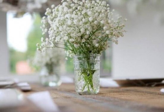 满天星叶子蔫了怎么办?三种方法让它恢复生机