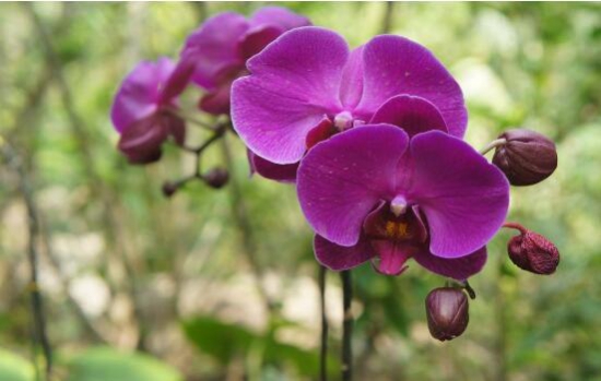 盘点最名贵的10种兰花图片,瓣莲兰花最贵高达244万/株