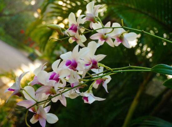 盘点最名贵的10种兰花图片,瓣莲兰花最贵高达244万/株