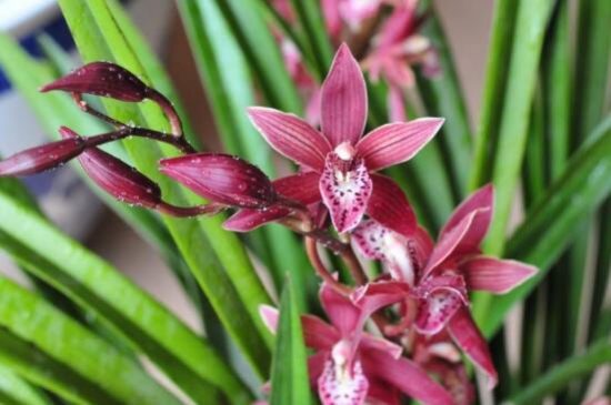 盘点最名贵的10种兰花图片,瓣莲兰花最贵高达244万/株