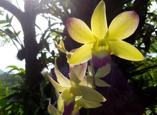 盘点最名贵的10种兰花图片,瓣莲兰花最贵高达244万/株