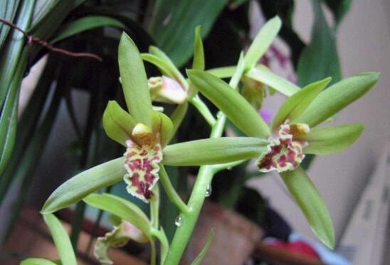 盘点最名贵的10种兰花图片,瓣莲兰花最贵高达244万/株