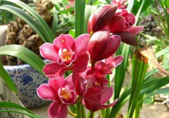 盘点最名贵的10种兰花图片,瓣莲兰花最贵高达244万/株