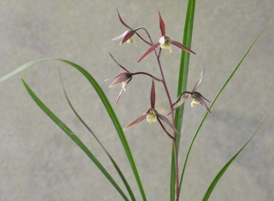 盘点最名贵的10种兰花图片,瓣莲兰花最贵高达244万/株