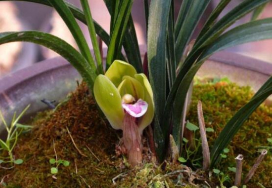 盘点最名贵的10种兰花图片,瓣莲兰花最贵高达244万/株