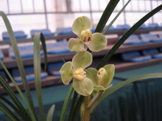 盘点最名贵的10种兰花图片,瓣莲兰花最贵高达244万/株