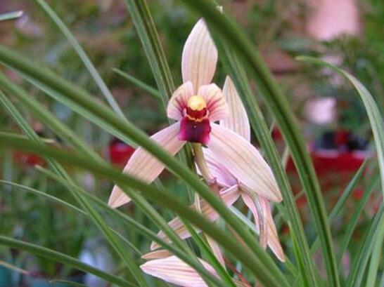 盘点最名贵的10种兰花图片,瓣莲兰花最贵高达244万/株