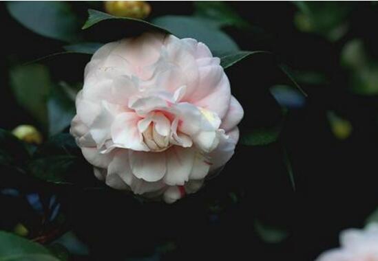 茶花能养在室内吗,放对了地方还能带来大富大贵