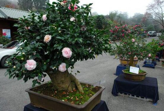 茶花能养在室内吗,放对了地方还能带来大富大贵