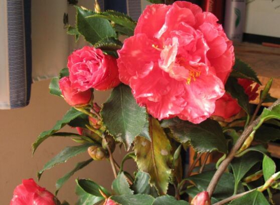 茶花能养在室内吗,放对了地方还能带来大富大贵