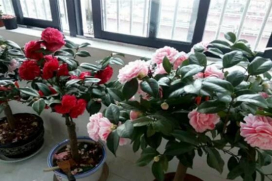 茶花能养在室内吗,放对了地方还能带来大富大贵