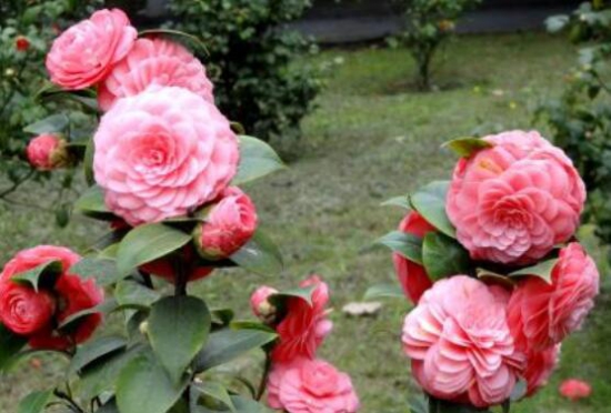 茶花能养在室内吗,放对了地方还能带来大富大贵