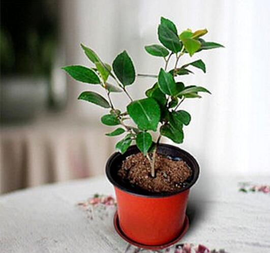 茶花能养在室内吗,放对了地方还能带来大富大贵