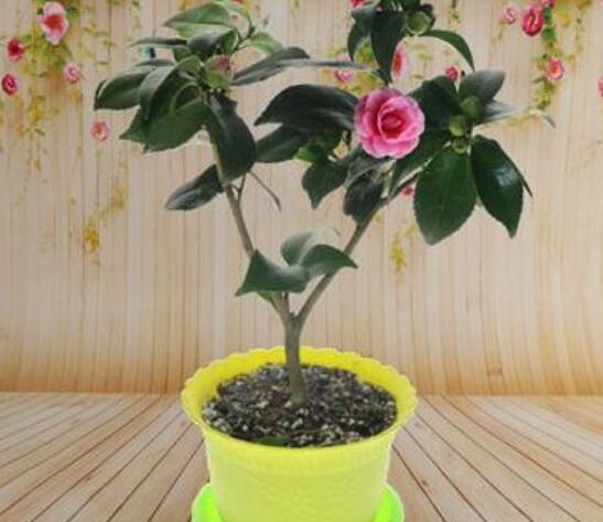 茶花能养在室内吗,放对了地方还能带来大富大贵