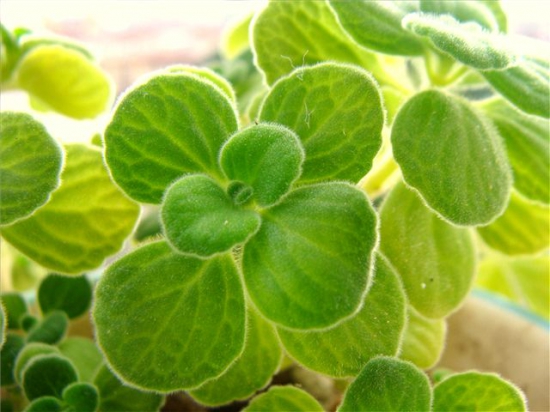 碰碰香木质化怎么办,最好的办法就是扦插