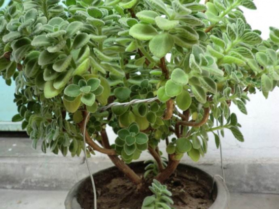 碰碰香木质化怎么办,最好的办法就是扦插