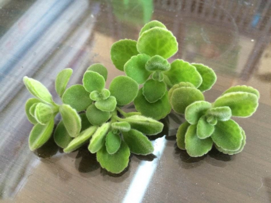 碰碰香木质化怎么办,最好的办法就是扦插