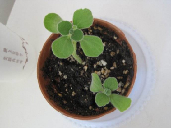 碰碰香木质化怎么办,最好的办法就是扦插