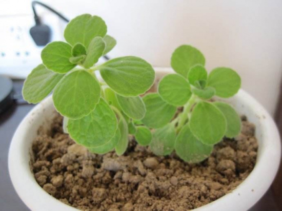 碰碰香木质化怎么办,最好的办法就是扦插