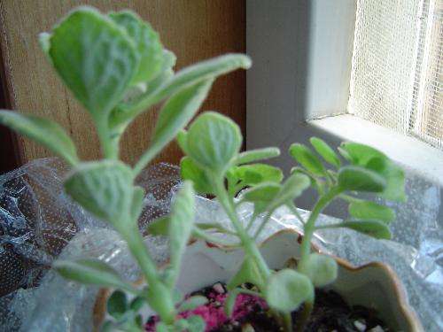 碰碰香木质化怎么办,最好的办法就是扦插