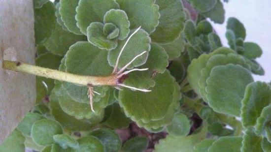 碰碰香木质化怎么办,最好的办法就是扦插