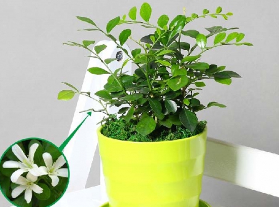 九里香盆景养护知识 九里香盆景养护知识