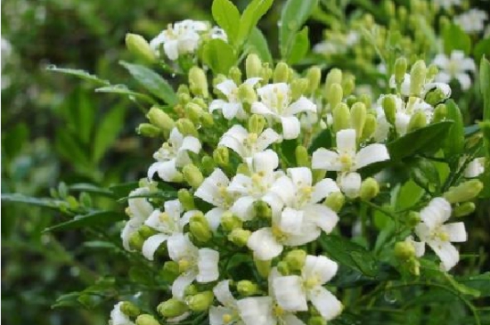 九里香盆景养护知识 九里香盆景养护知识