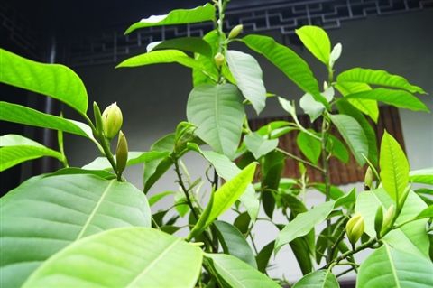 黄桷兰怎么修剪,四种办法教你修剪出漂亮的黄桷兰