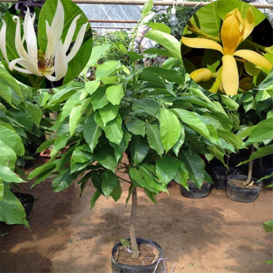 黄桷兰怎么修剪,四种办法教你修剪出漂亮的黄桷兰