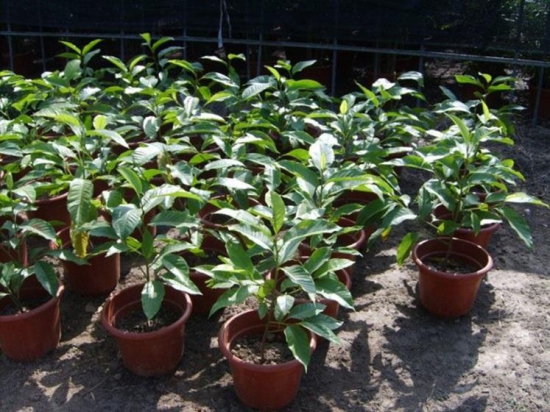 黄桷兰怎么修剪,四种办法教你修剪出漂亮的黄桷兰