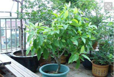 黄桷兰怎么修剪,四种办法教你修剪出漂亮的黄桷兰