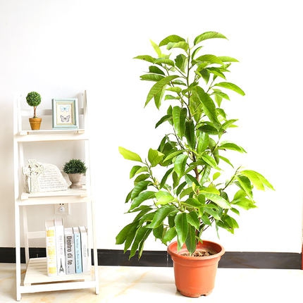 黄桷兰怎么修剪,四种办法教你修剪出漂亮的黄桷兰