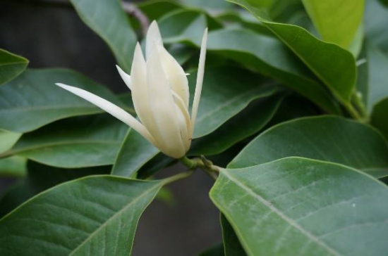 黄桷兰怎么修剪,四种办法教你修剪出漂亮的黄桷兰