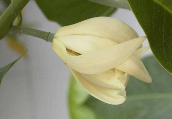 黄桷兰怎么修剪,四种办法教你修剪出漂亮的黄桷兰